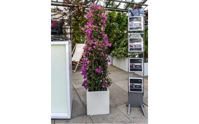 bougainvillea_im_kubus_weiss