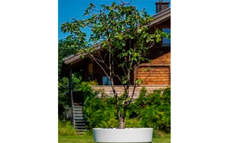 decher_kirschbaum-im-gartentopf