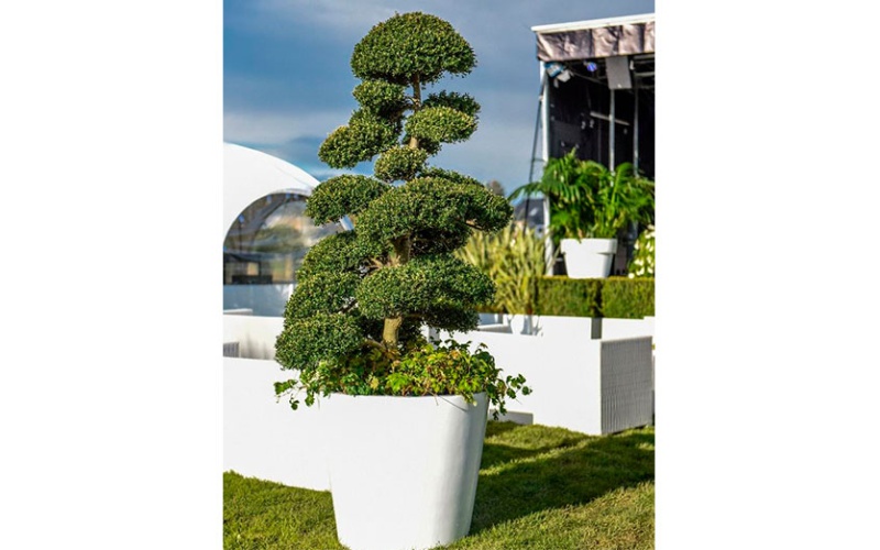 decher_marco-bonsai-im-weissen-topf