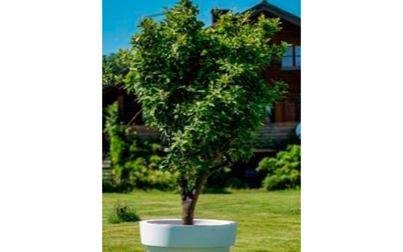 decher_orangenbaum-im-gartentopf